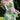 A Midsummer's Night Dream